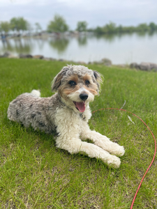 F1 Mini Aussiedoodle Stella of Star & Goose